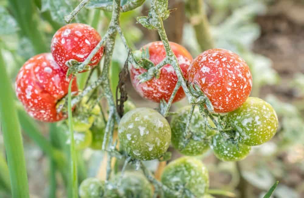 food with herbicide foam