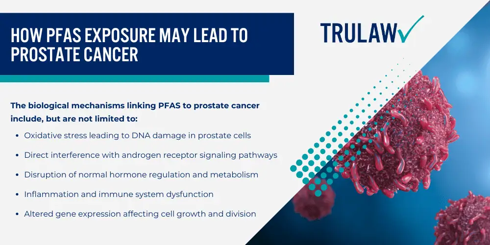 AFFF and Its Connection to Prostate Cancer; What Makes AFFF Dangerous; How PFAS Exposure May Lead to Prostate Cancer