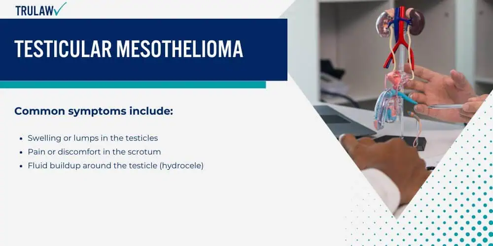 Testicular Mesothelioma