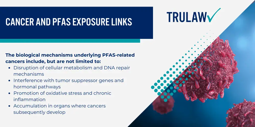 Investigating PFAS Contamination at Randolph Air Force Base; History of AFFF Use at Randolph AFB; Contamination Levels and Affected Areas; Health Effects of PFAS Exposure from Randolph AFB; Cancer and PFAS Exposure Links
